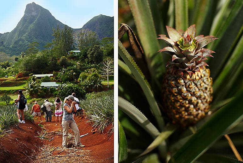 Capture Moorea – Photo adventure