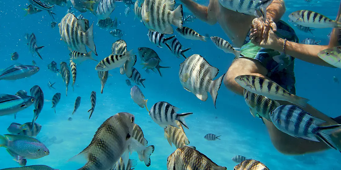 Society Islands & The Tuamotus