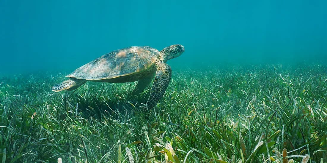 Pearl of the Society Islands